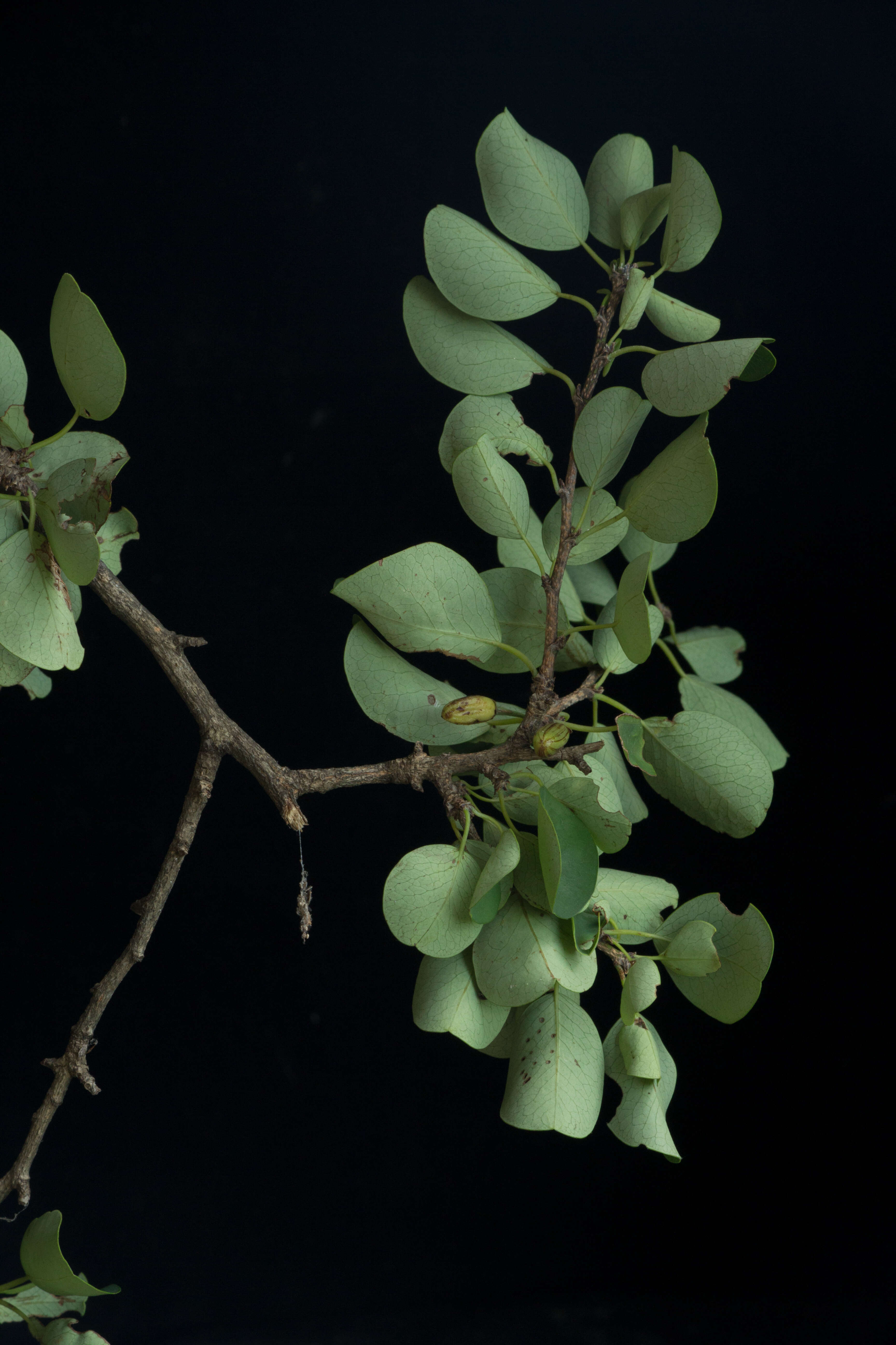 Image de Erythroxylum rotundifolium Lunan