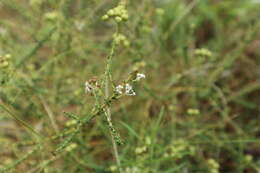 Image of littleleaf buckbrush