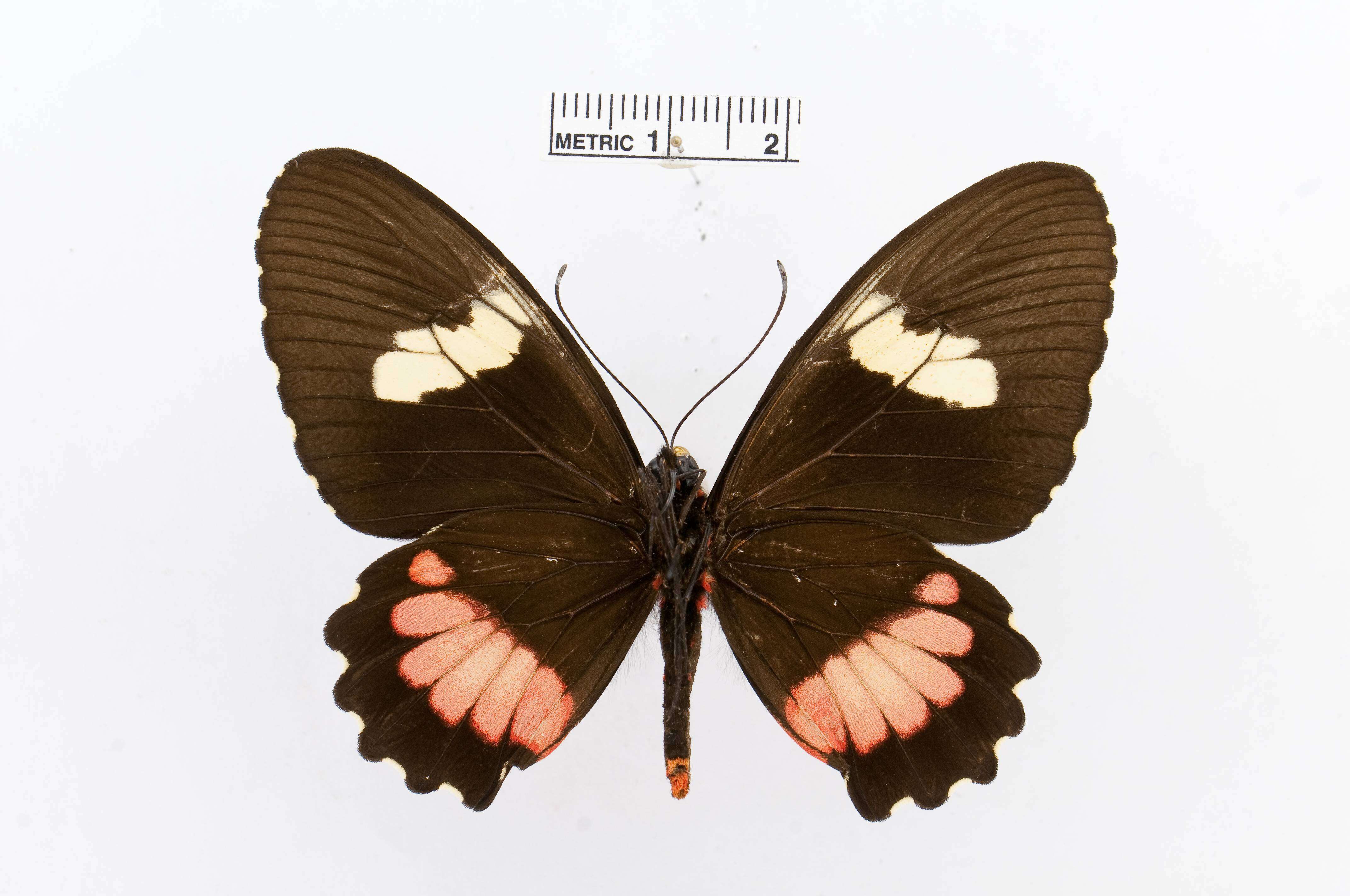 صورة Parides panares (Gray (1853))