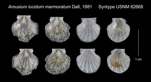 Слика од Parvamussium marmoratum (Dall 1881)