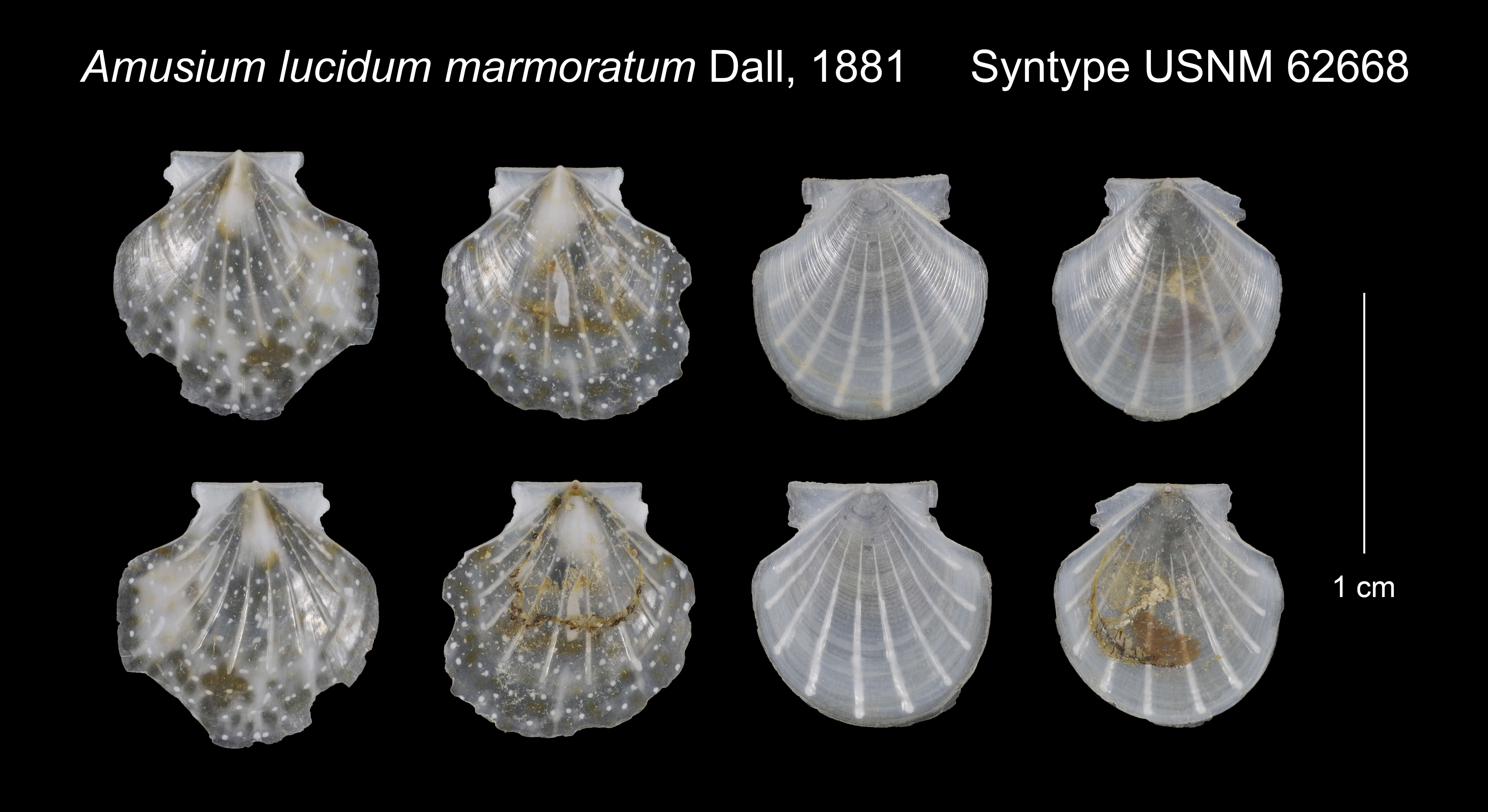 Image of Parvamussium marmoratum (Dall 1881)