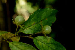 Image of Lycianthes chiapensis (T. S. Brandegee) Standl.