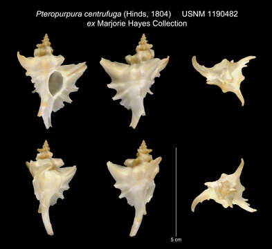 Sivun Pteropurpura centrifuga (Hinds 1844) kuva