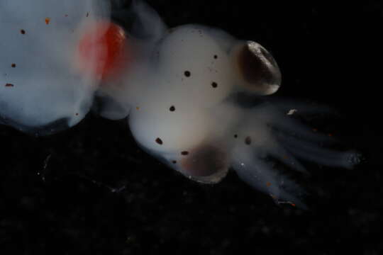 Image of Atlantic bird squid