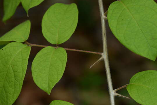 Imagem de Combretum decandrum Jacq.