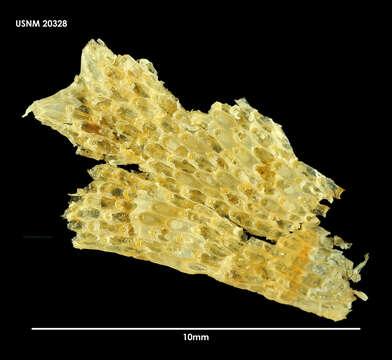 Image of Figularia mernae Uttley & Bullivant 1972