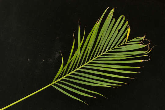 Image of Areca Palm