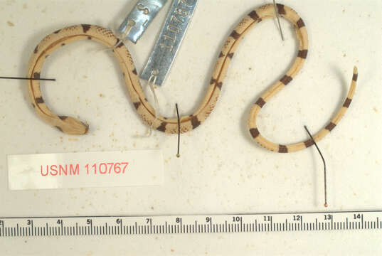 Image of Variegated False Coral Snake.