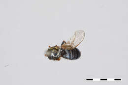 Image of Trichopsomyia apisaon Walker 1849