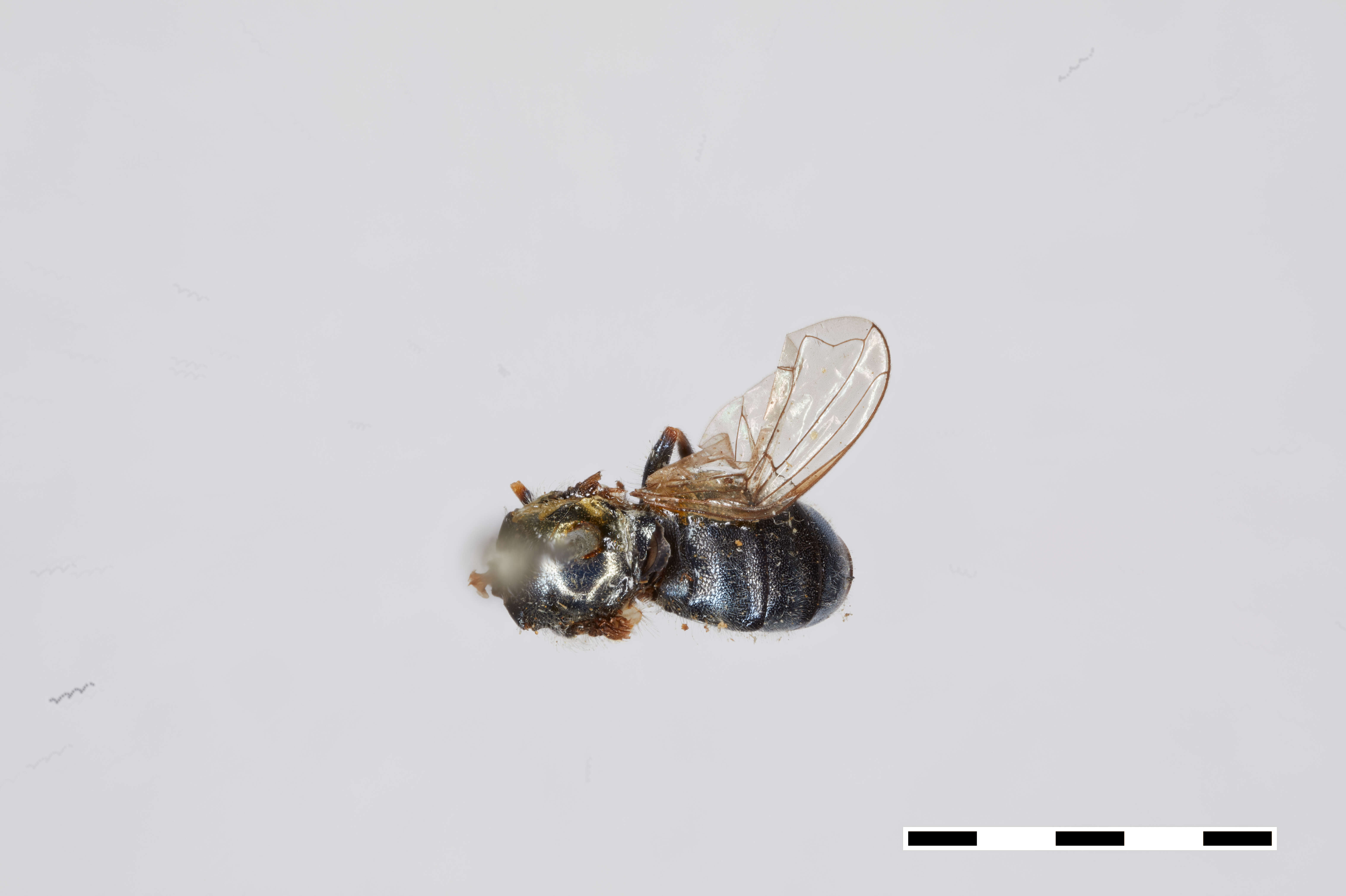 Image of Trichopsomyia apisaon Walker 1849