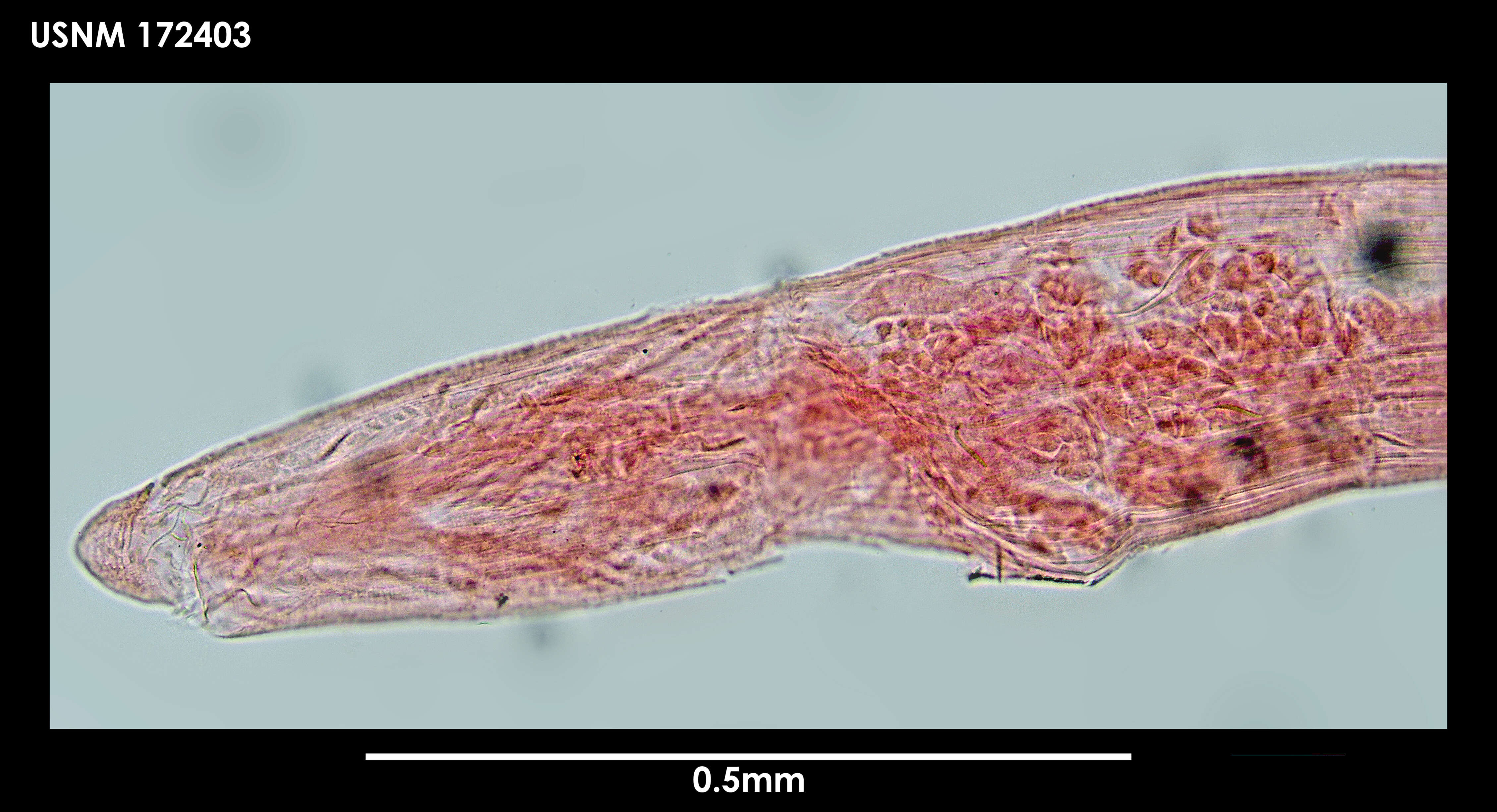 Image of Grania antarctica Rota & Erséus 1996