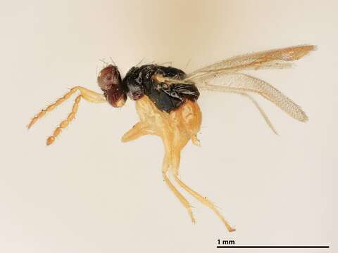 Image of Parasitoid wasp