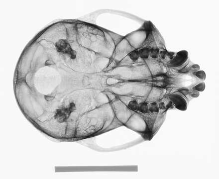 Plancia ëd Cercopithecus cephus cephodes Pocock 1907