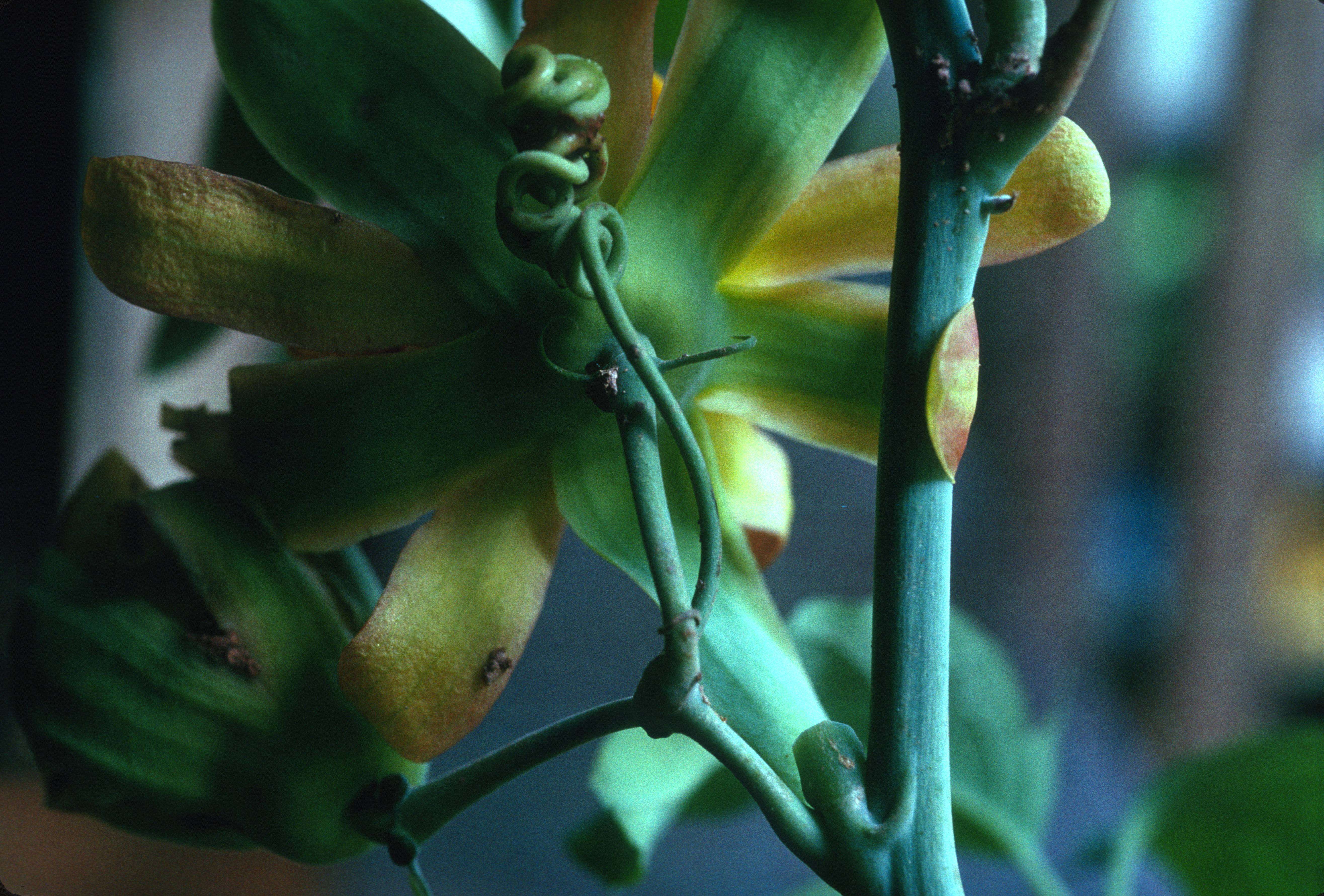 Image of Passiflora cirrhiflora A. Juss.
