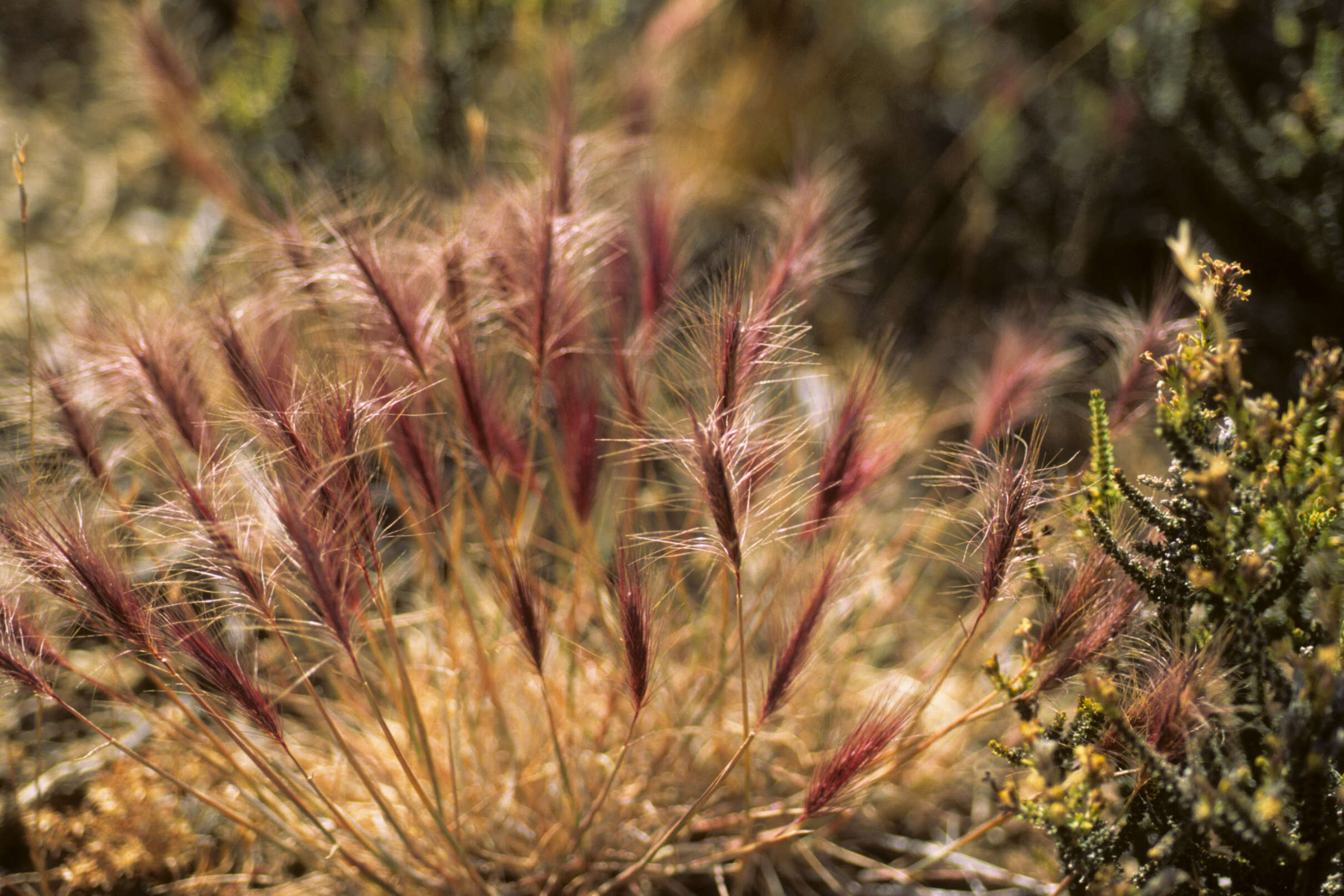 Image of Hordeum L.