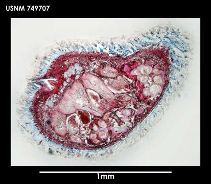 Image of Rhabdoherpia ventromusculata Salvini-Plawen 1978