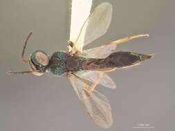 Image of Balcha laciniosa Gibson 2005