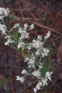 Слика од Pseudognaphalium obtusifolium (L.) O. M. Hilliard & B. L. Burtt