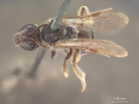 Image of Halictus