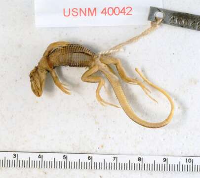 Image of San Pedro Nolasco whiptail