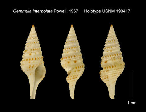 Image of Gemmula interpolata Powell 1967