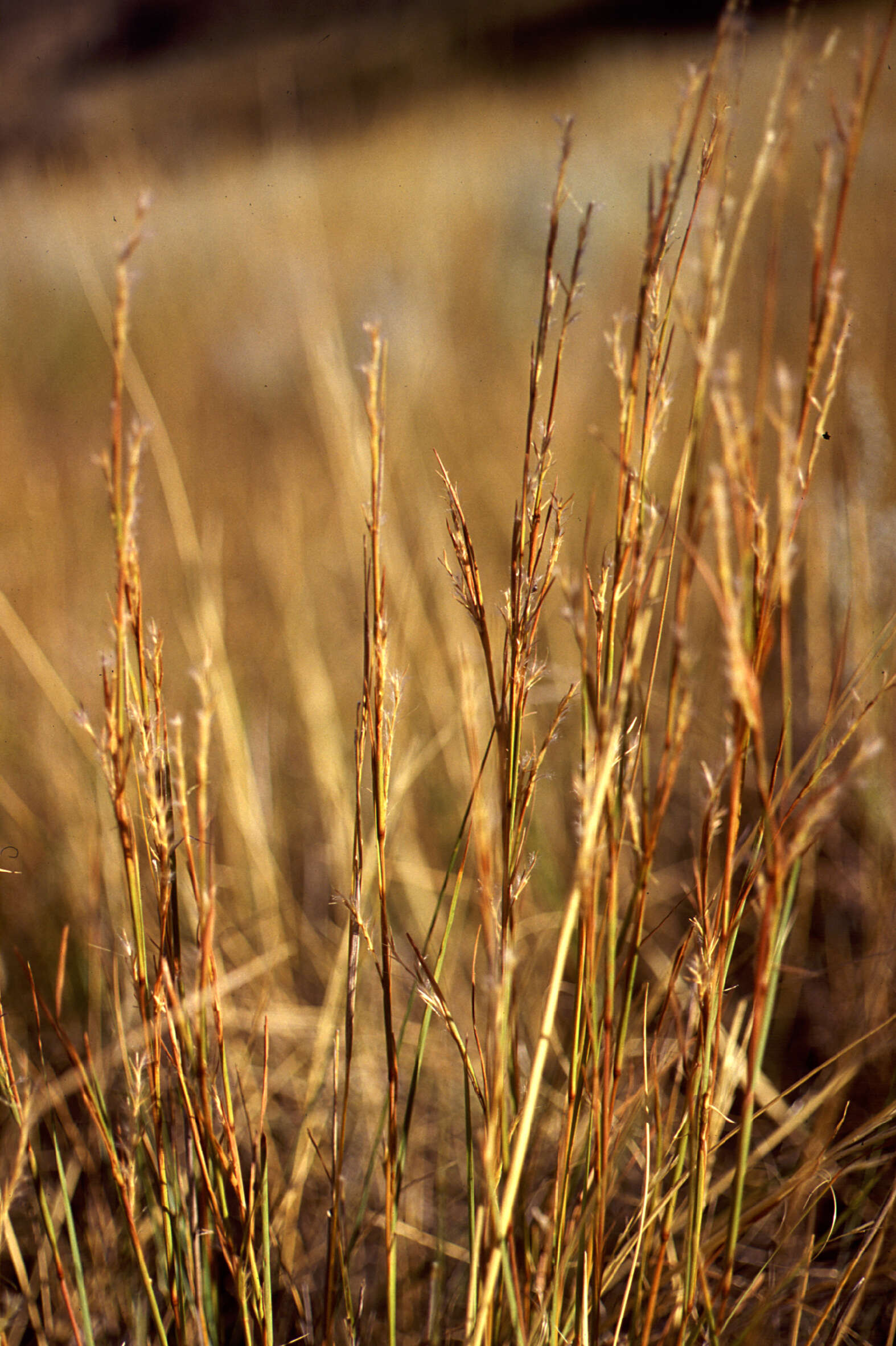 Imagem de Schizachyrium scoparium (Michx.) Nash