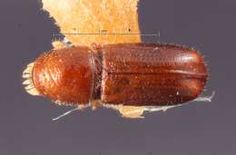 Image of Pityophthorus infulatus Blackman 1928