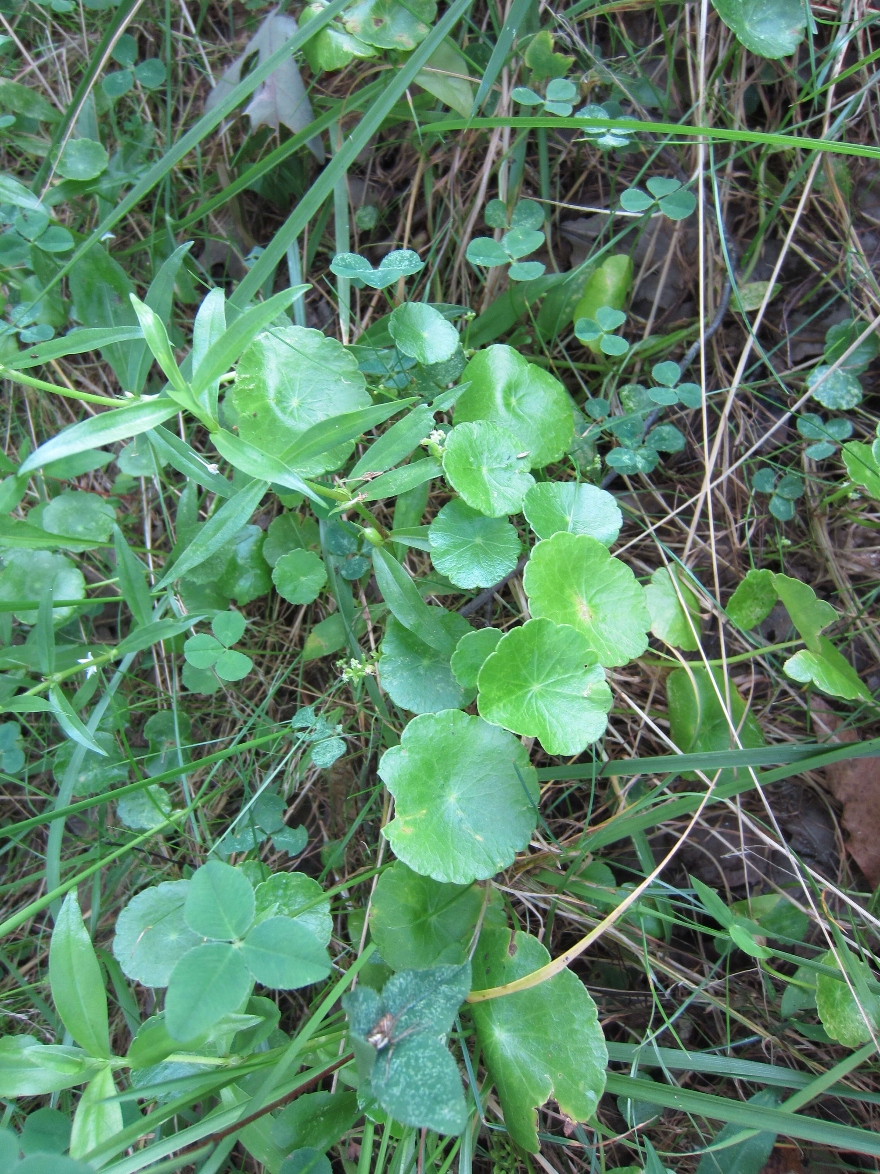 Imagem de Hydrocotyle verticillata Thunb.