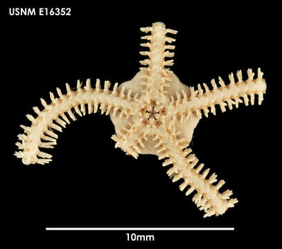 Imagem de Amphiura (Amphiura) magellanica Ljungman 1867