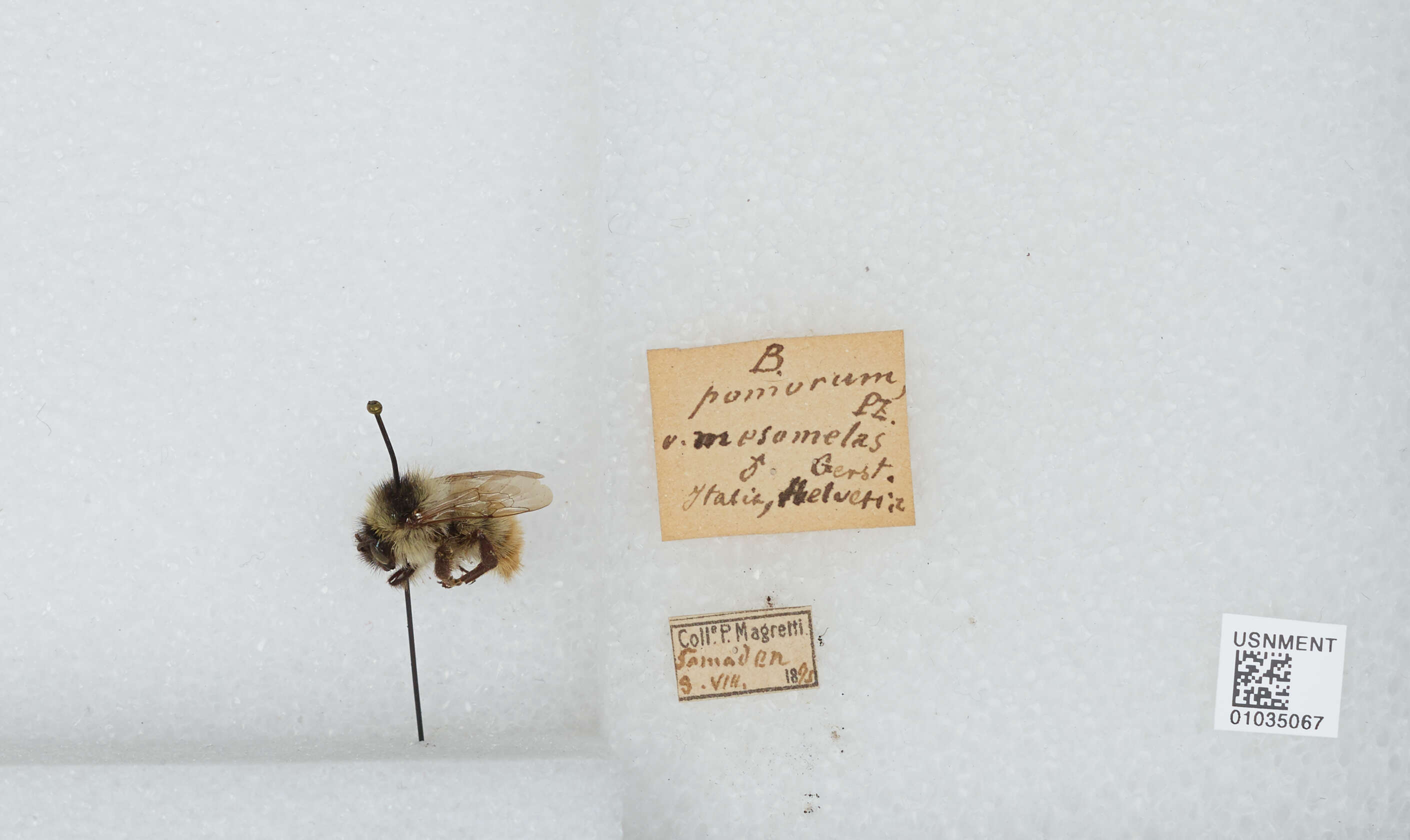 Image of Bombus mesomelas Gerstäcker 1869