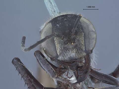 Image of Ammophila peckhami (Fernald 1934)