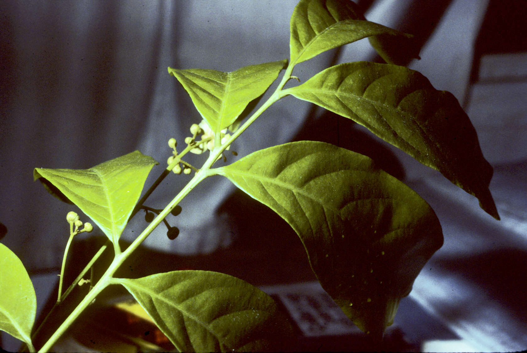 Image of Harpullia pendula Planch. ex F. Müll.