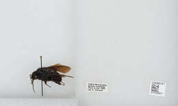 Image of Bombus pullatus Franklin 1913