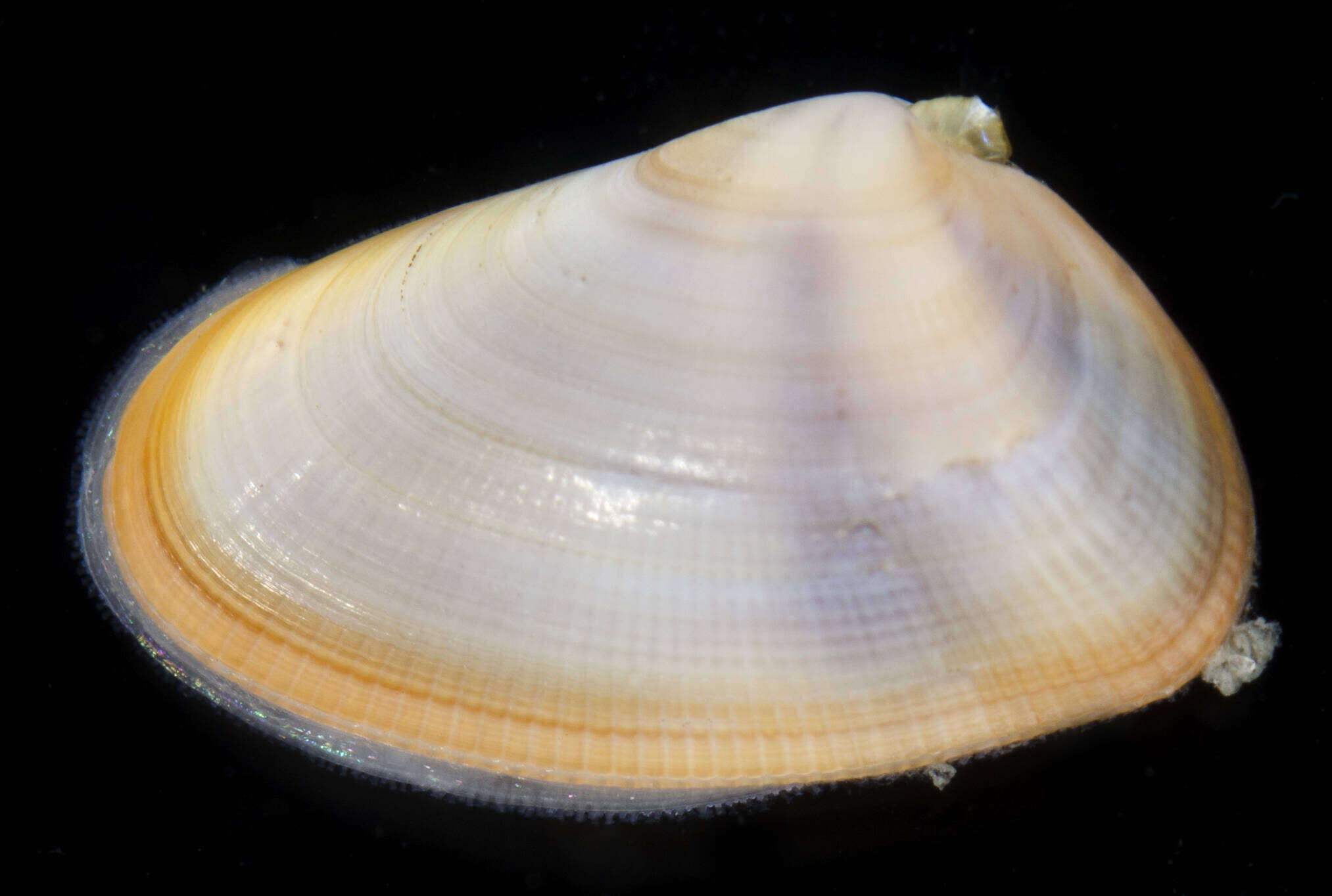 Image of butterfly shell