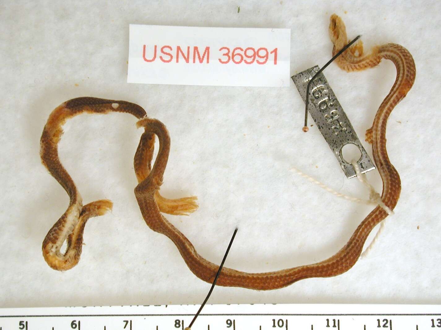 Image of Boie's Dwarf Snake