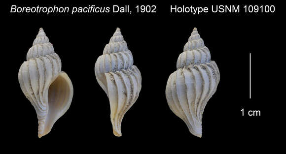 Sivun Boreotrophon pacificus Dall 1902 kuva