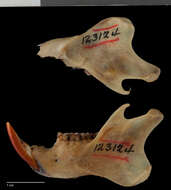 Imagem de Ratufa affinis hypoleucos (Horsfield 1823)