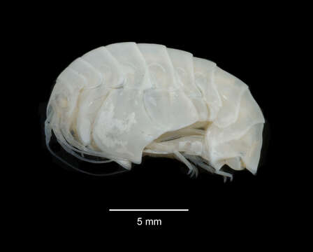 Image of Epimeria subgen. Urepimeria d'Udekem d'Acoz & Verheye 2017