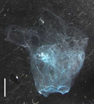 Image of Resomia ornicephala Pugh & Haddock 2010