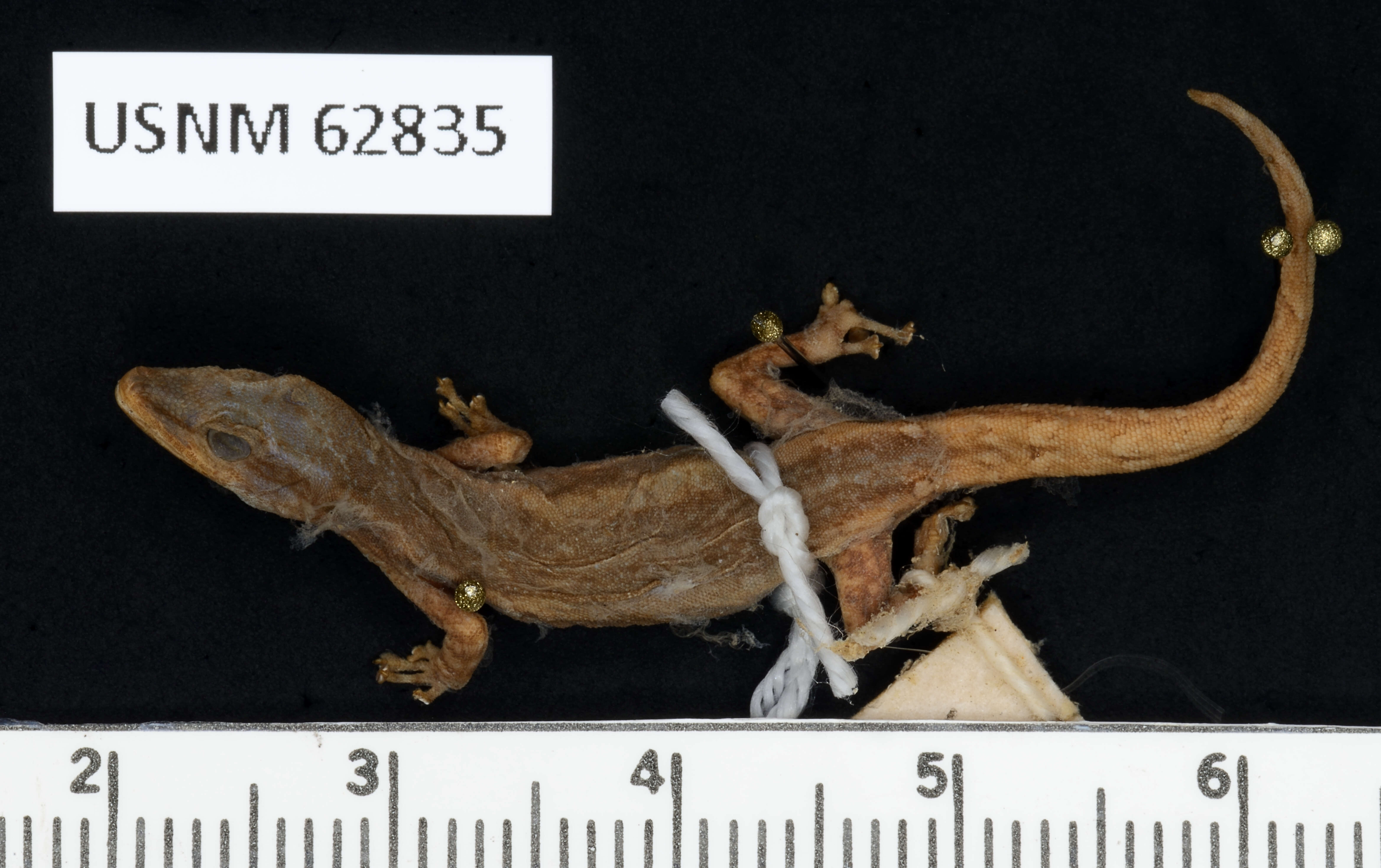 Lygodactylus grotei Sternfeld 1911 resmi