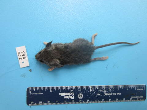 Image of Deer Mouse