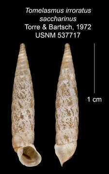 Imagem de Tomelasmus irroratus saccharinus C. Torre & Bartsch 1972