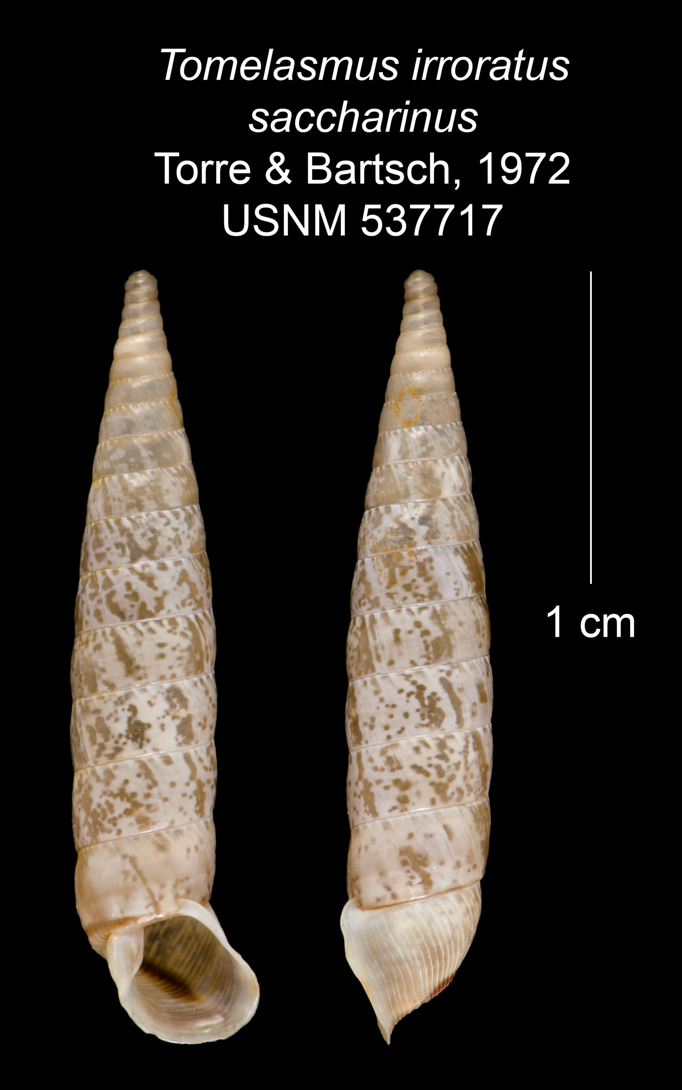 Imagem de Tomelasmus irroratus saccharinus C. Torre & Bartsch 1972