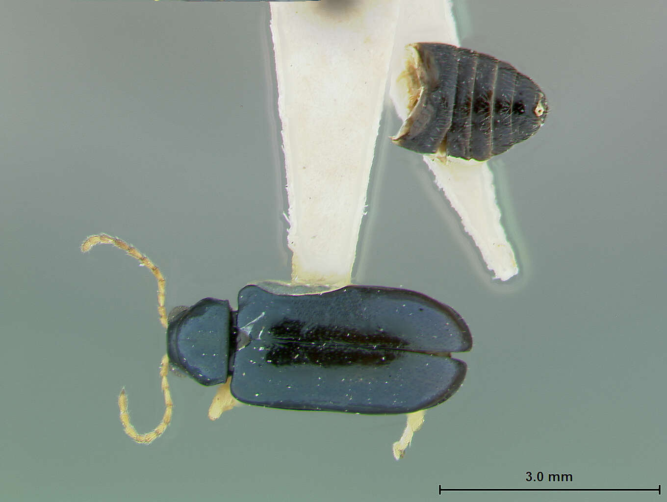Image of Scelolyperus liriophilus Wilcox 1965