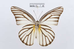 Image of Appias hombroni (Lucas 1852)