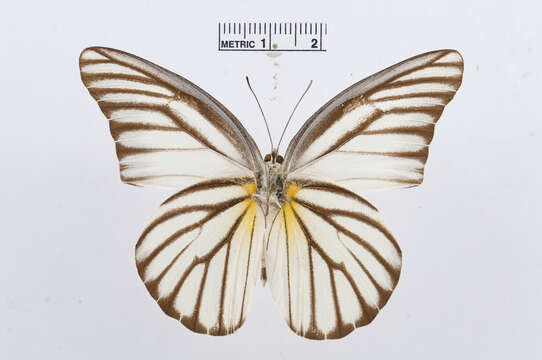 Image of Appias hombroni (Lucas 1852)