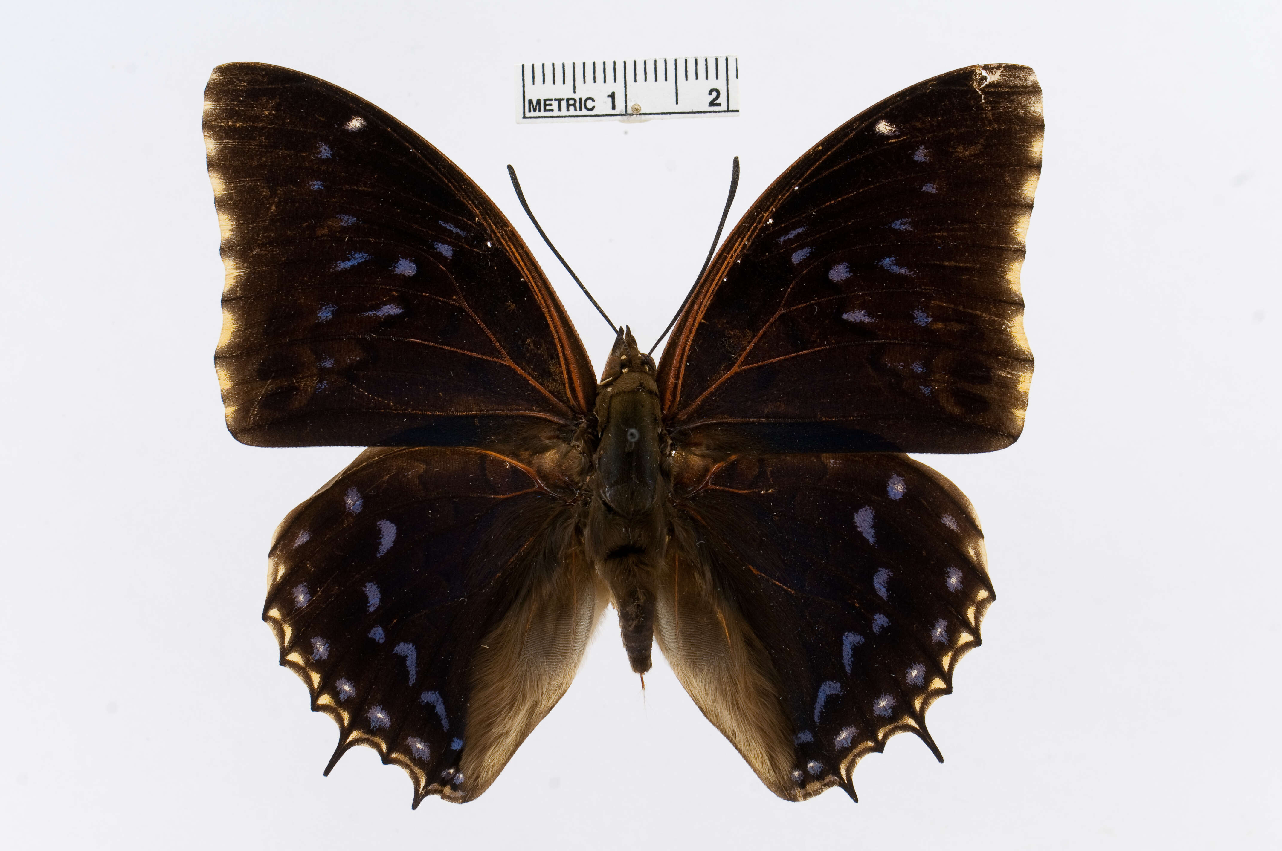 Imagem de Charaxes tiridates Cramer 1777