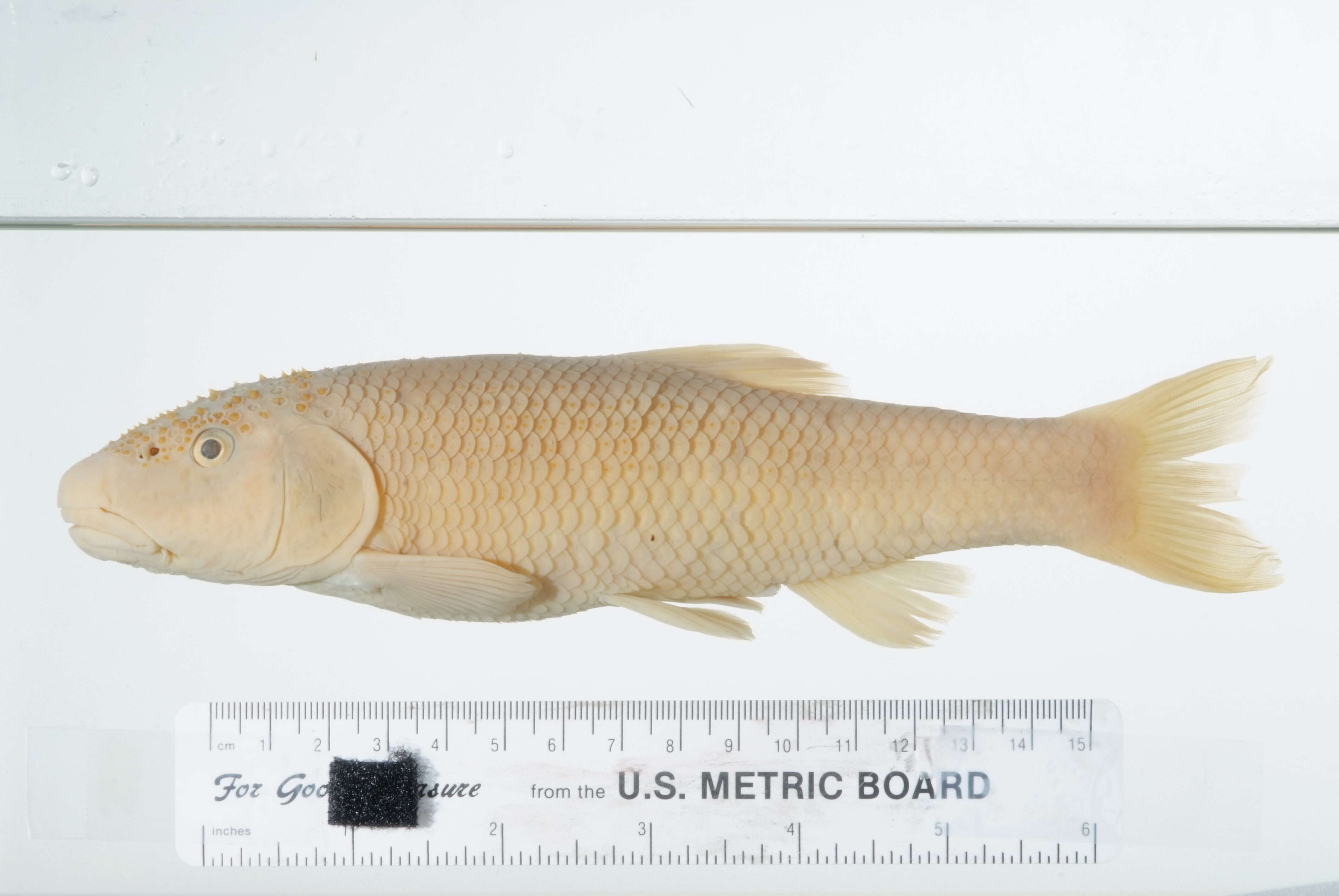 Image of Redspot chub