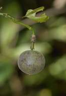 Sivun Passiflora L. kuva