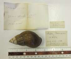 Imagem de Achatina fulica (Bowdich 1822)